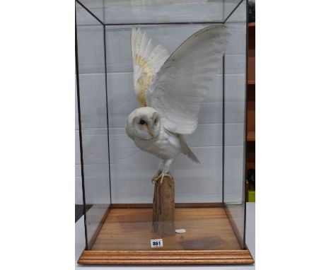 A CASED TAXIDERMY BARN OWL, with raised outspread wings and turned to its left, perched on a piece of wood fixed to the woode