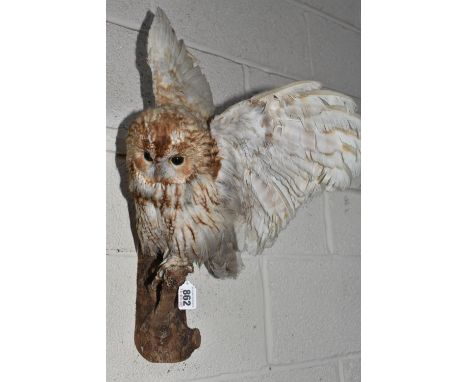 A TAXIDERMY TAWNY OWL, in a perched position with wings outstretched, on a naturalistic wooden/bark wall hanging mount, total