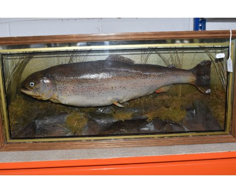 A CASED TAXIDERMY TROUT, glazed case bears taxidermist's label for N. Dewhurst of Bridgnorth, Shropshire, case width 71cm x d
