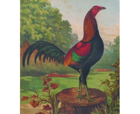Ludlow (19th Century) British. A Prize Cockrell, Print, 8" x 7", and the companion piece, a pair (2).