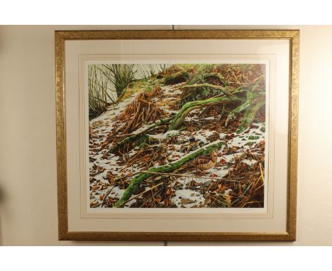 Ashley R Boon (Contemporary, Geltsdale, Cumbria) A large scale study of a snipe amongst snow-covered bracken and mossy boughs