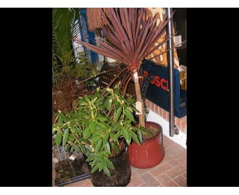 A circular red glazed garden pot with plant, together with one other 