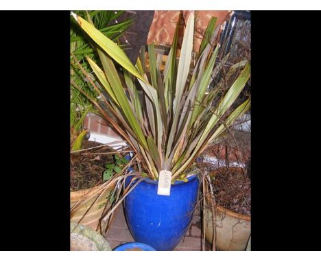 A blue glazed garden pot containing plant 