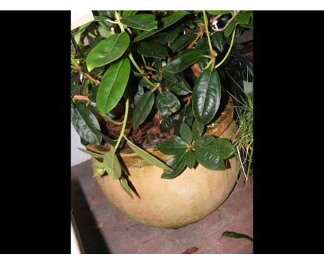 A circular garden pot with plant 