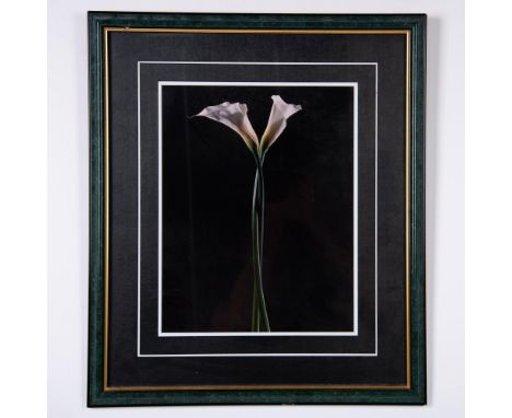 Beautifully shot glossy color photograph that depicts two calla lilies on a black background. Housed in a green marbleized fr