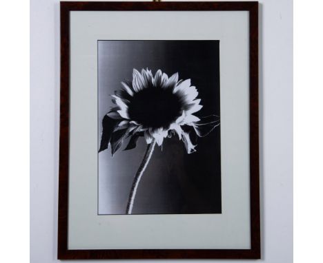 A stunning, large black and white photograph featuring a tall, elegant flower. Housed in a brown wooden frame with a white ma