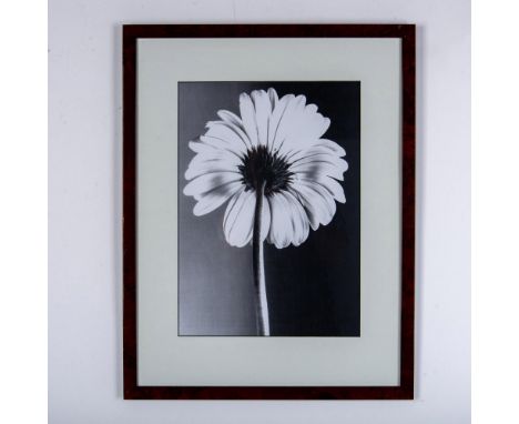 A lovely large black and white photograph applied to a board featuring the backside and stem of a white daisy. Housed in a br