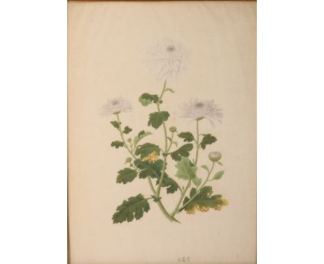 Sixteen 19th century Chinese botanical paintings of flowers including, chrysanthemum, magnolia, prunus, rose, peony, etc, eac