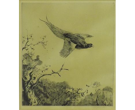 Winifred Austin (1876-1964) - study of a cock pheasant in flight, signed in pencil to margin, black and white etching, 9.25" 