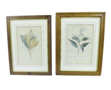 Bouquet after Turpin - 'Melastoma', colour print, 16" x 10", birds eye maple frame; together with Bouquet after Poileau - 'Me