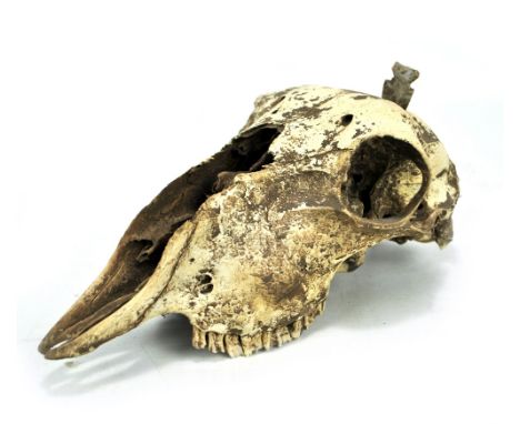 A fascinating and rare goat skull set with Paleo-Indian arrow head, approx 2500BC, found Batesville, Texas, USA, radio carbon