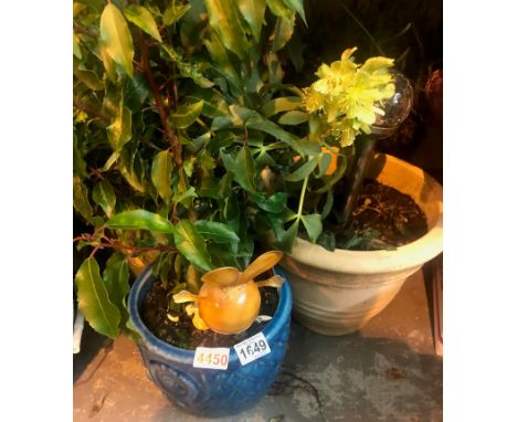 Five garden ceramic pots, some with plants. Not available for in-house P&amp;P, contact Paul O'Hea at Mailboxes on 01925 6591