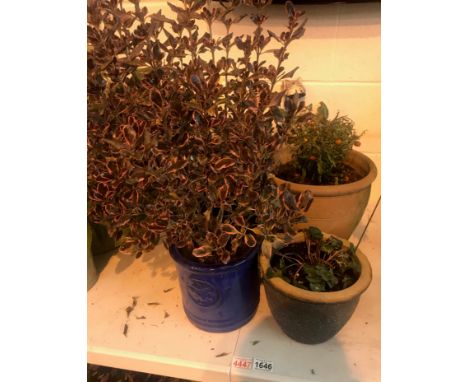 Six garden ceramic pots, some with plants. Not available for in-house P&amp;P, contact Paul O'Hea at Mailboxes on 01925 65913