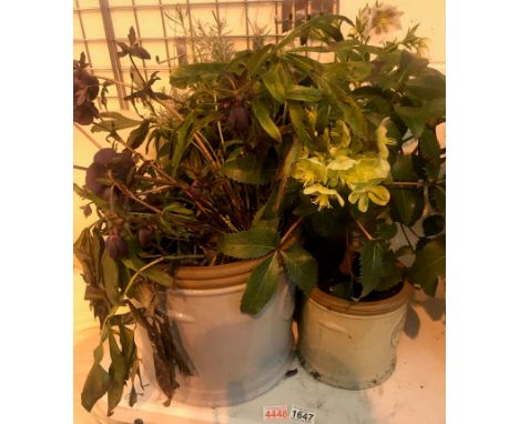 Six garden ceramic pots, some with plants. Not available for in-house P&amp;P, contact Paul O'Hea at Mailboxes on 01925 65913