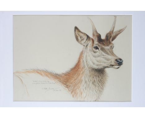 Keith Brockie, study of a red deer stag, signed pencil sketch, dated 1st October 1999, 32cm x 43cm - see illustration on page