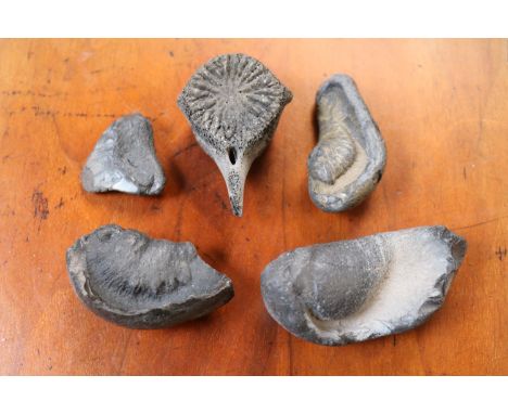 Collection of 3 Whale Cetacean Bullae Inner Ear Bone fossils, Vertebrae fossil and a Fossilised sharks tooth