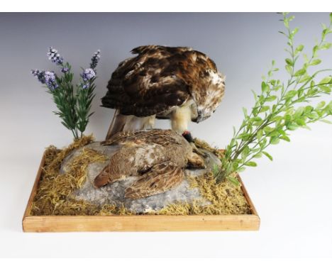 TAXIDERMY: A red tail hawk, modelled standing over a partridge kill on a naturalistic rocky outcrop with artificial foliage d