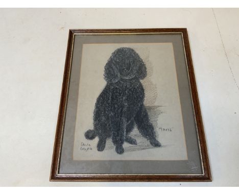 A pastel and pencil portrait of Maxie the Poodle. Dates 1982W:26cm x H:32cm