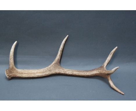 Taxidermy - 5 point red stag antler suitable for stick making. 