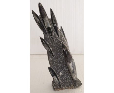 A polished orthoceras fossil sample.&nbsp;