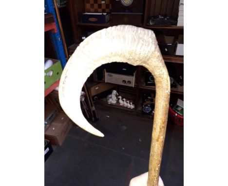 A rams horn headed vintage walking stick 