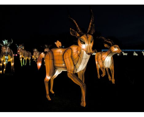 A pair of hand crafted Chinese silk lanterns in the form of Antelopes.
The lanterns stand 165 cm tall with a length of 150 cm