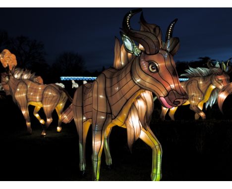 A hand crafted Chinese silk lantern in the form of a Wildebeest.
The lantern stands 155 cm tall with a length of 220 cm
Const