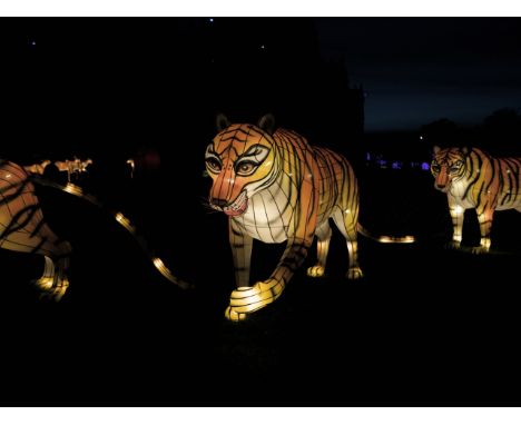 A hand crafted Chinese silk lantern in the form of a Tiger.
The lantern stands 115 cm tall with a length of 250 cm.
Construct