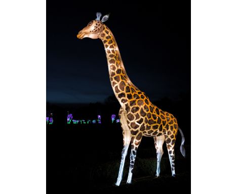 A hand crafted Chinese silk lantern in the form of a Giraffe.
The lantern stands 400 cm tall with a length of 295 cm.
Constru