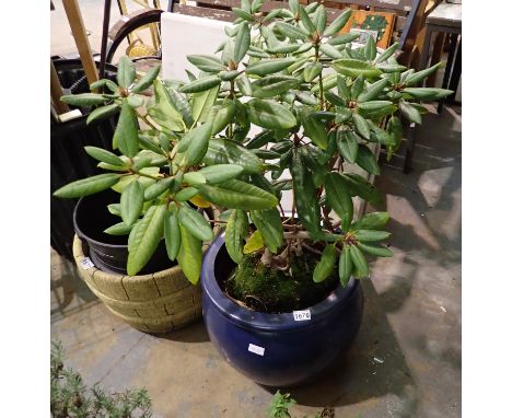 Large blue planter with tree, H: 100 cm. Not available for in-house P&amp;P 