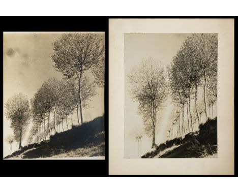 This black and white photograph shows a line of trees on a sloping landscape, capturing the essence of the natural environmen