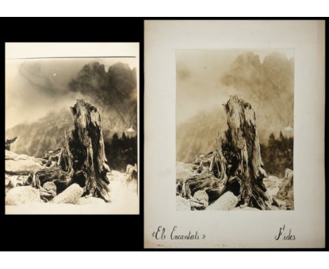 This image portrays a mountainous landscape with a particular focus on an old, gnarled tree trunk, framed by mountains in the