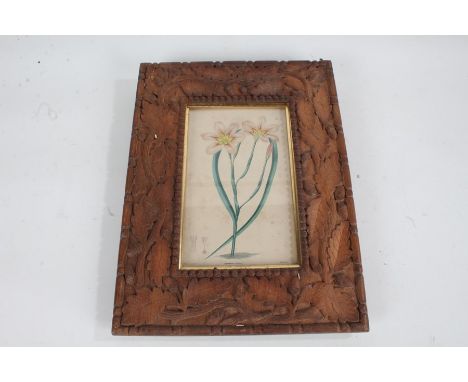 Weddell, 19th Century hand coloured engraving 'Homeria Collina', housed within a glazed frame with carved acorn and leaf surr