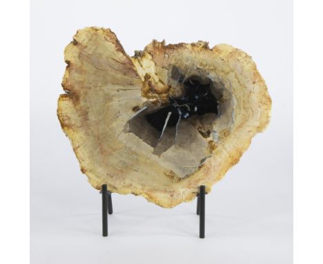 Petrified Palm wood on a black metal stand, IndonesiaVersteend Palmhout op een zwarte metalen standaard, Indonesië26 x 32 cm
