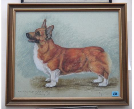 Marjorie Cox (British, 1915-2003), CH Kaytop Marshall (Tarzan) - Portrait of a Welsh Corgi, signed 'Marjorie Cox' (lower righ