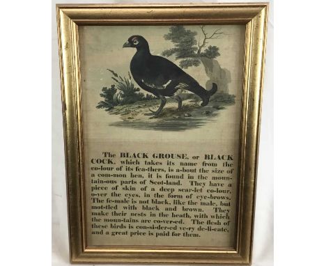 Early 19th century coloured print on thick weave paper, "The Black Grouse", 38cm x 25cm, in glazed gilt frame