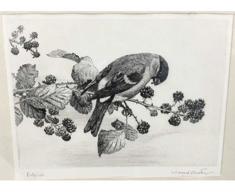 Winifred Austen 1876-1864 etching - Bullfinch, signed in pencil, 19cm x 15cm in glazed frame