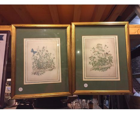 TWO FRAMED PRINTS OF HERBS 