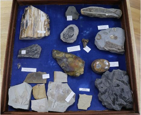 A cabinet of fossilised plants, invertebrates and vertebrates, a shark tooth and a Stone Age flint axe etc H.56cm, W.56cm