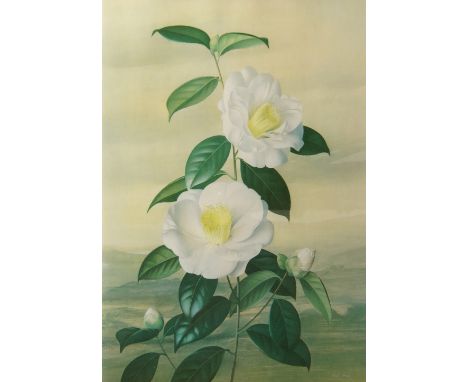 After Paul Osborne Jones, Australian 1921-1998- Floral illustrations; offset lithographs, two, each signed within the plate (