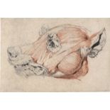 Französisch: 18. Jh. . Écorché eines Hundekopfes