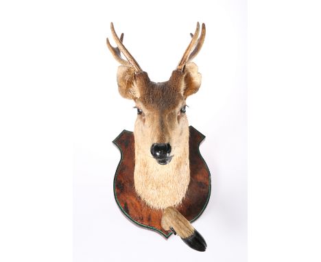 TAXIDERMY: BUCK DEER, head mount with hoof, on a shield-shaped board.