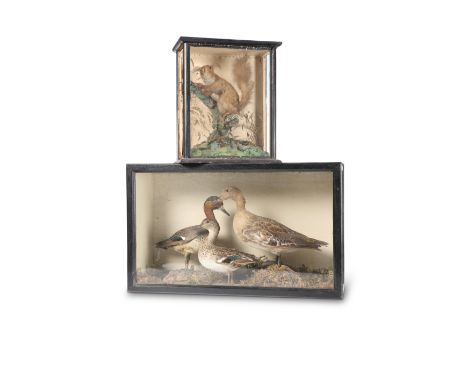 TAXIDERMY: TWO VICTORIAN CASES, DUCKS AND RED SQUIRREL,&nbsp;full mounts both stood upon moss covered faux rock work. Larger 