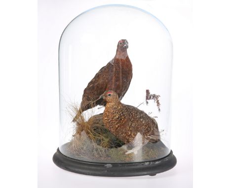 TAXIDERMY: TWO GROUSE, in a naturalistic setting, under a glass dome. 51cm high, 39cm diameter overall