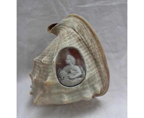 A 19th century cameo carved conch shell depicting the head and shoulders portrait of a maiden