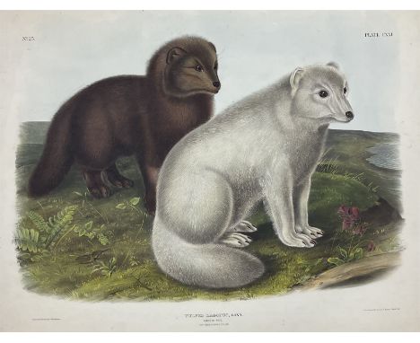 John James Audubon (American 1785-1851): ' Vulpes Lagopus Linn - Arctic Fox (Winter &amp; Summer Pelage)', Plate 121 from 'Th
