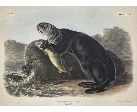 John James Audubon (American 1785-1851): 'Enhydra Marina Erxleben - Sea Otter (Young Male)', Plate 137 from 'The Viviparous Q