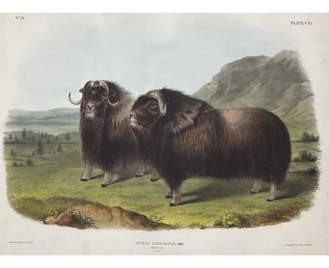 John James Audubon (American 1785-1851): 'Ovibos Moschatus Gmel - Musk Ox (Males)', Plate 111 from 'The Viviparous Quadrupeds