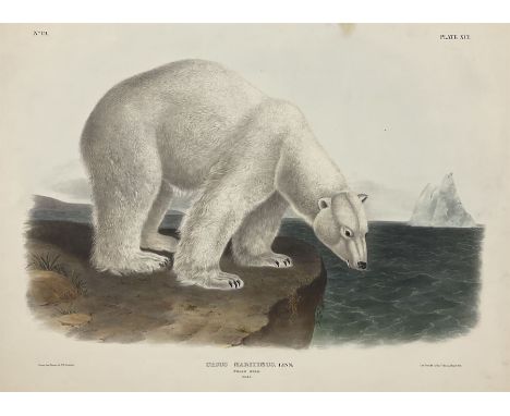 John James Audubon (American 1785-1851): 'Ursus Maritimus Linn - Polar Bear (Male)', Plate 91 from 'The Viviparous Quadrupeds