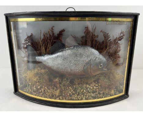 A vintage taxidermy cased Red Bellied Piranha fish with foliage, in a bow fronted glass cabinet. Gilt decoration to front of 